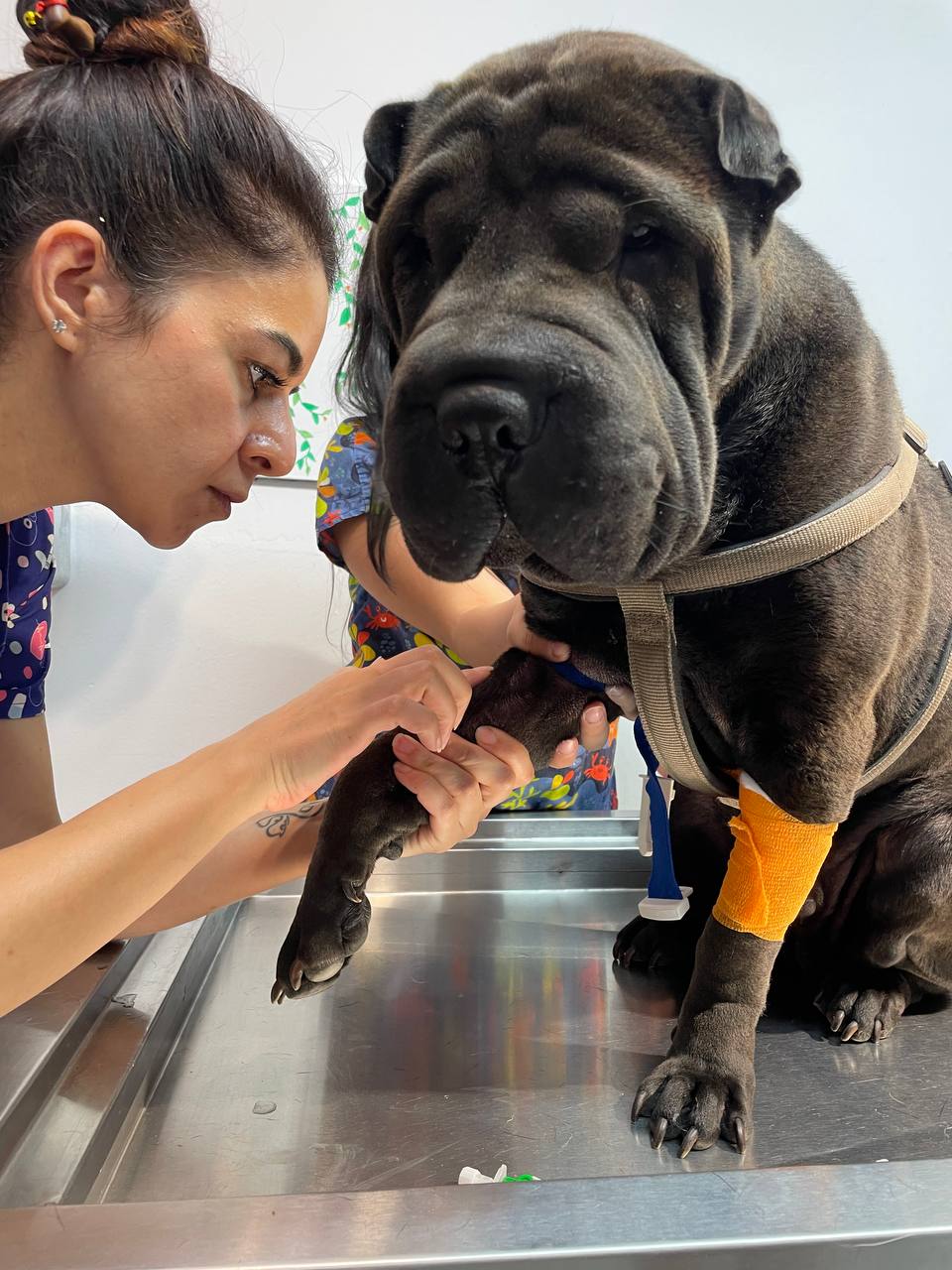 Vet examining a Shar Pei's bandaged paw