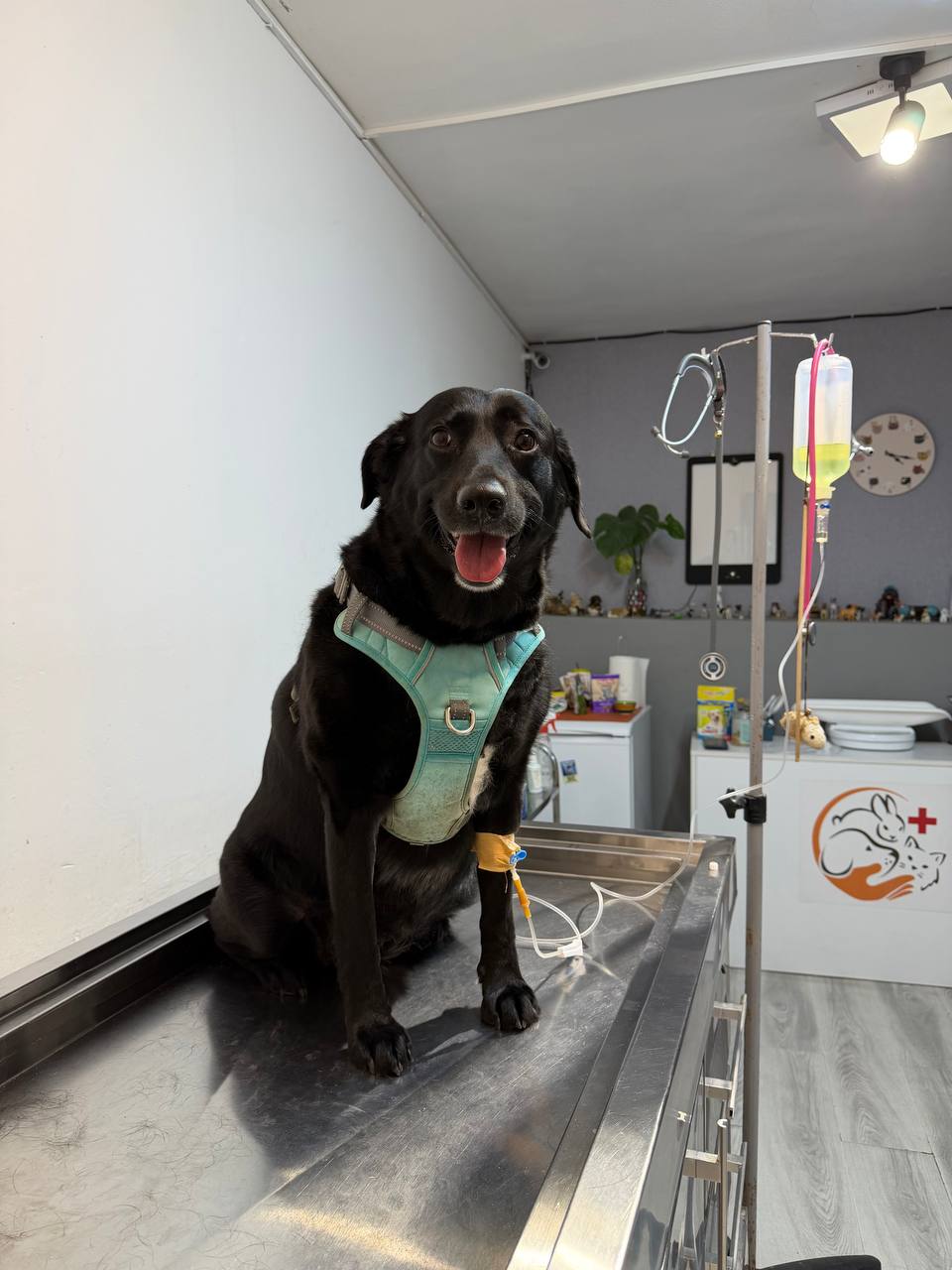 Happy black Labrador with an IV line, sitting on the exam table