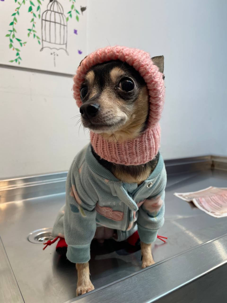 Small chihuahua wearing a pink knit hat and hoodie