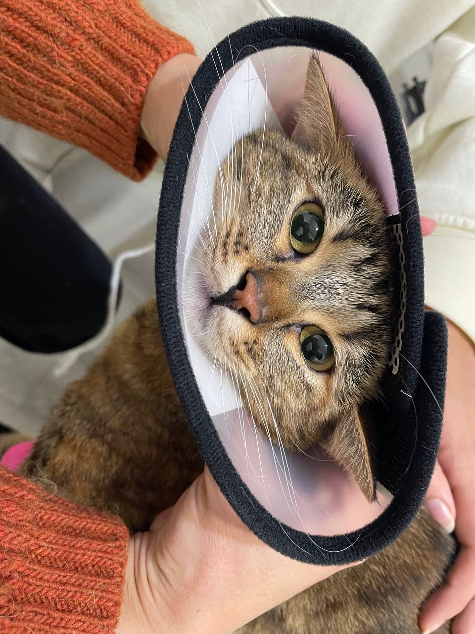 Tabby kitten wearing a protective recovery cone, resting on a towel