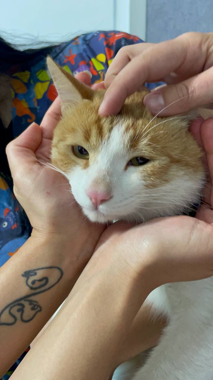 Orange and white cat cradled in two hands