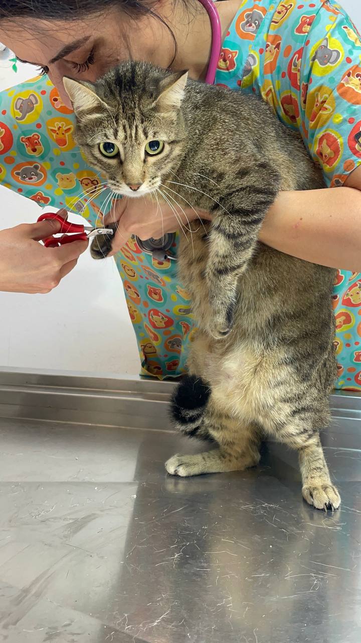 Vet trimming a tabby cat's claws