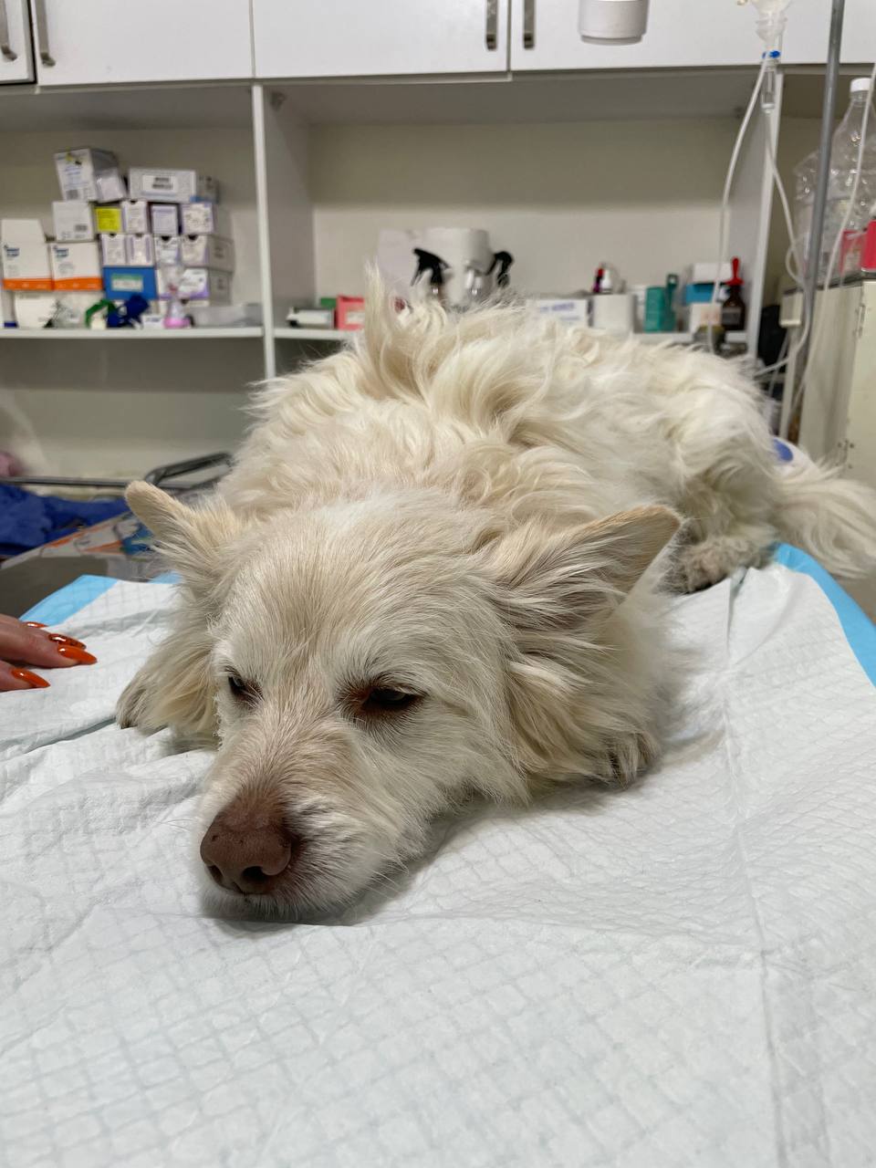 White fluffy dog resting quietly on the exam table after a procedure