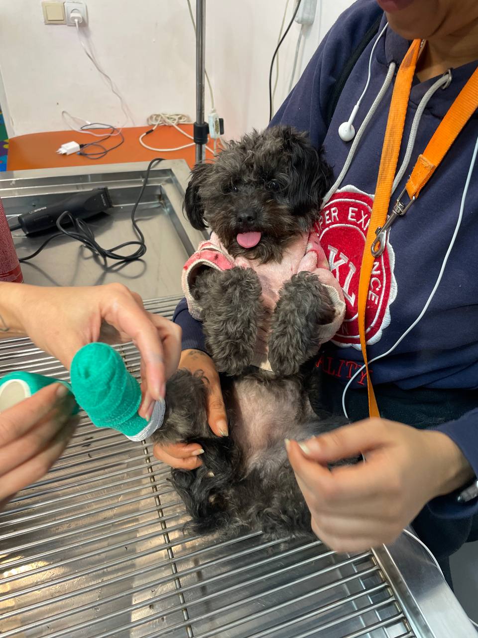 Small black dog being groomed and bandaged by clinic staff