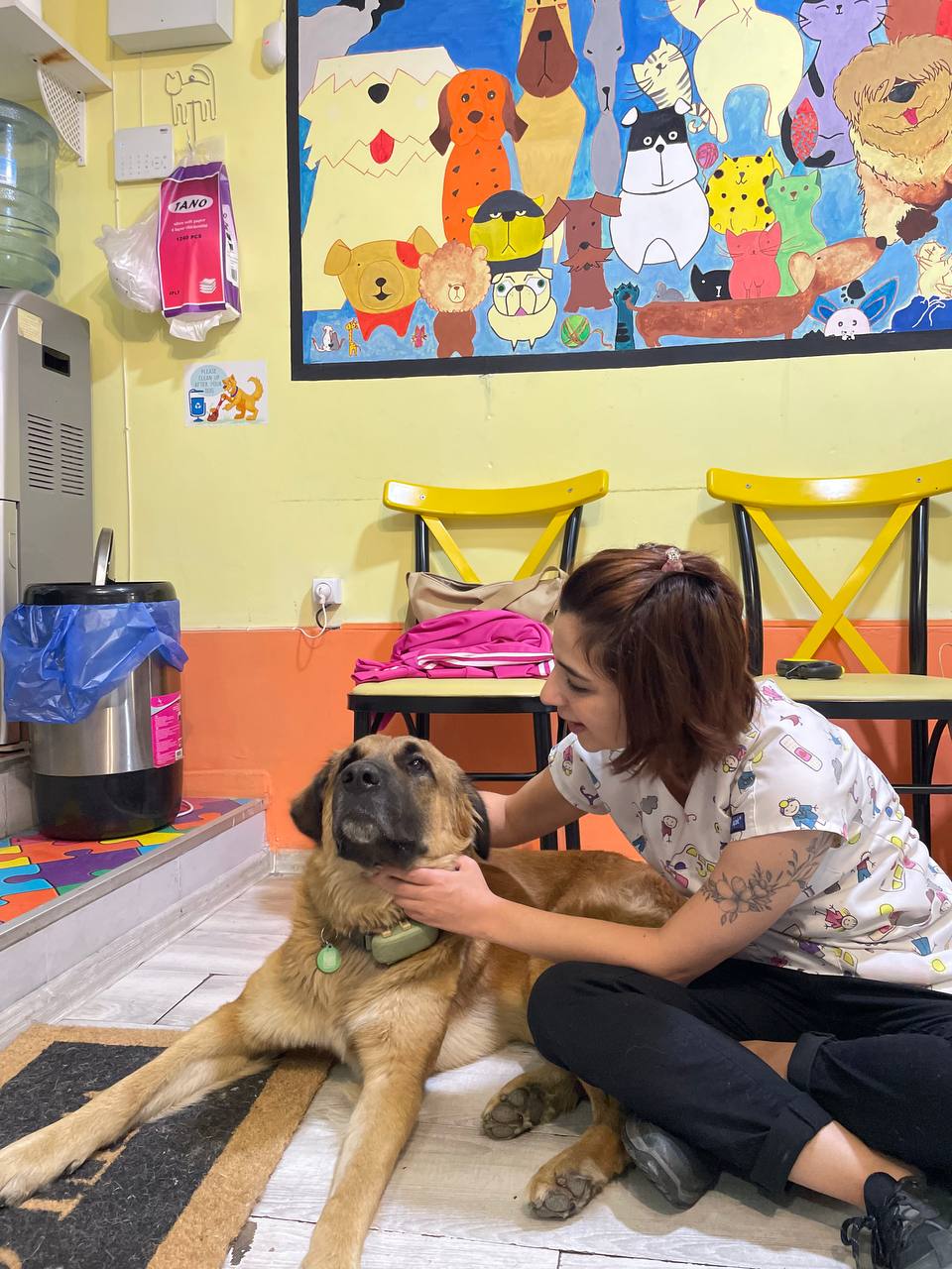 Large mastiff-type dog sitting on the floor being petted by a vet