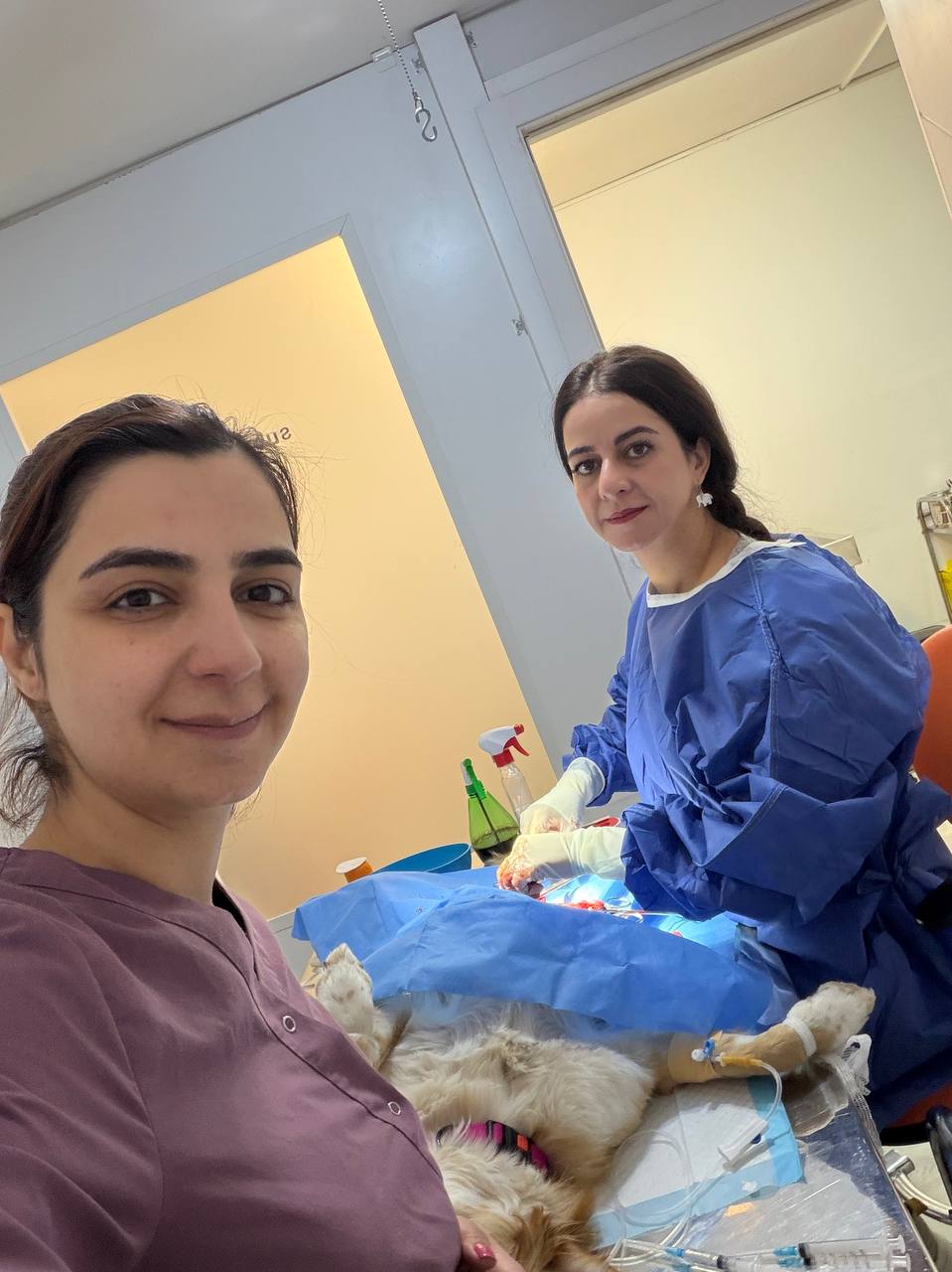Two veterinarians in surgical gowns during a procedure