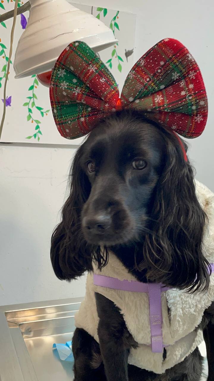 Black cocker spaniel in a festive plaid bow and cosy sweater on the exam table
