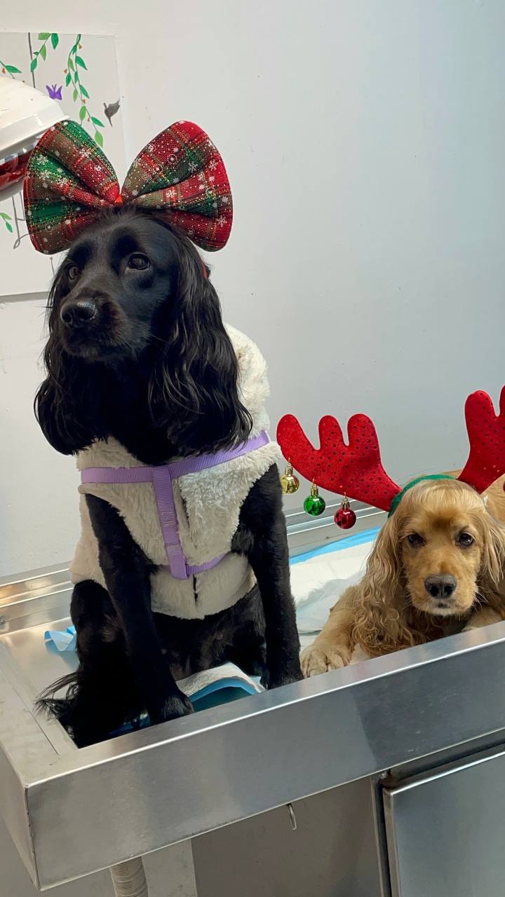 Cocker spaniel in a plaid holiday bow, with a second dog in reindeer antlers beside it