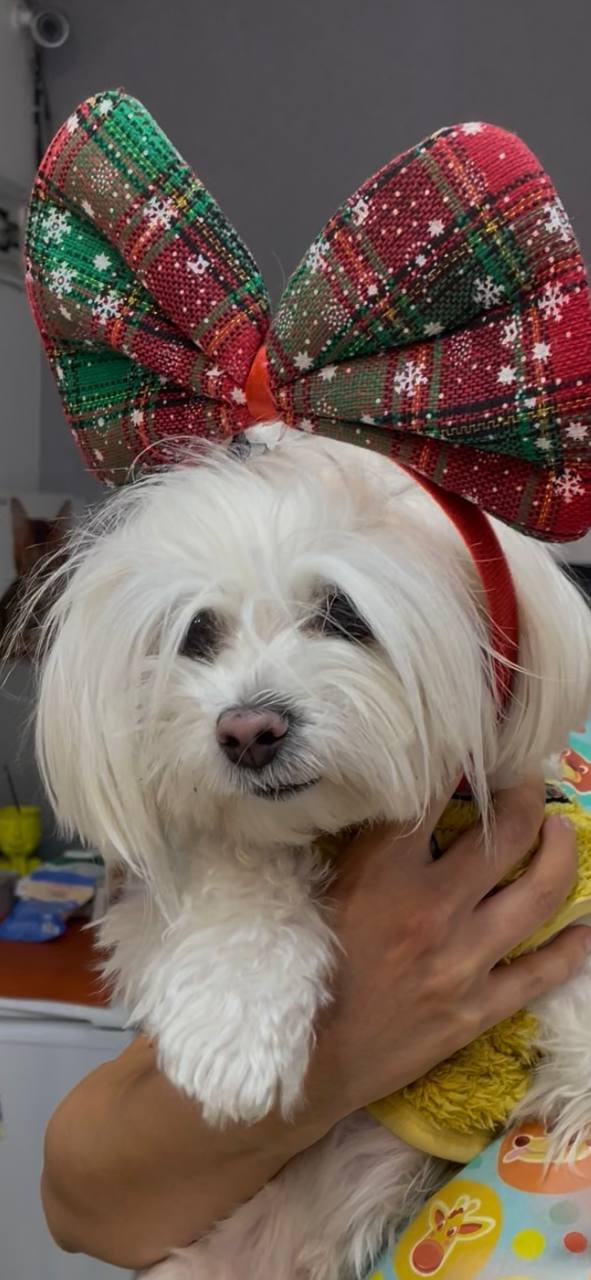 Maltese dog in a festive plaid bow, held by a staff member