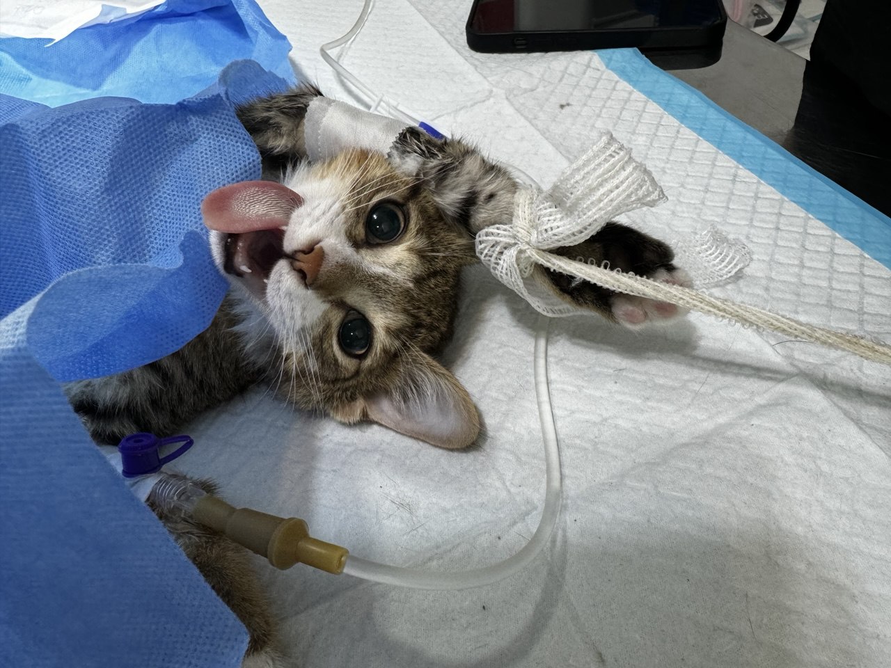 Kitten recovering with a bandaged leg and IV line, wrapped in a warm towel