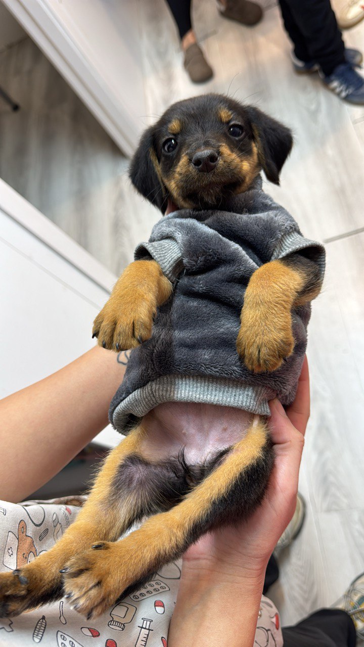 Rottweiler-mix puppy in a grey sweater, held by its owner