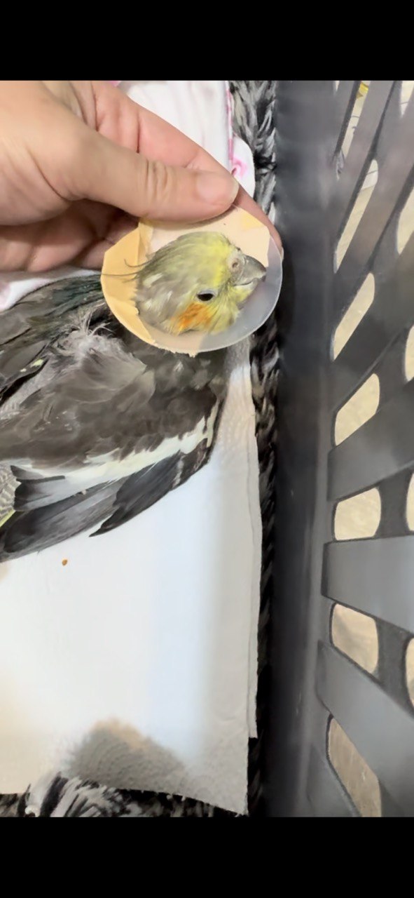 Cockatiel receiving care from a staff member