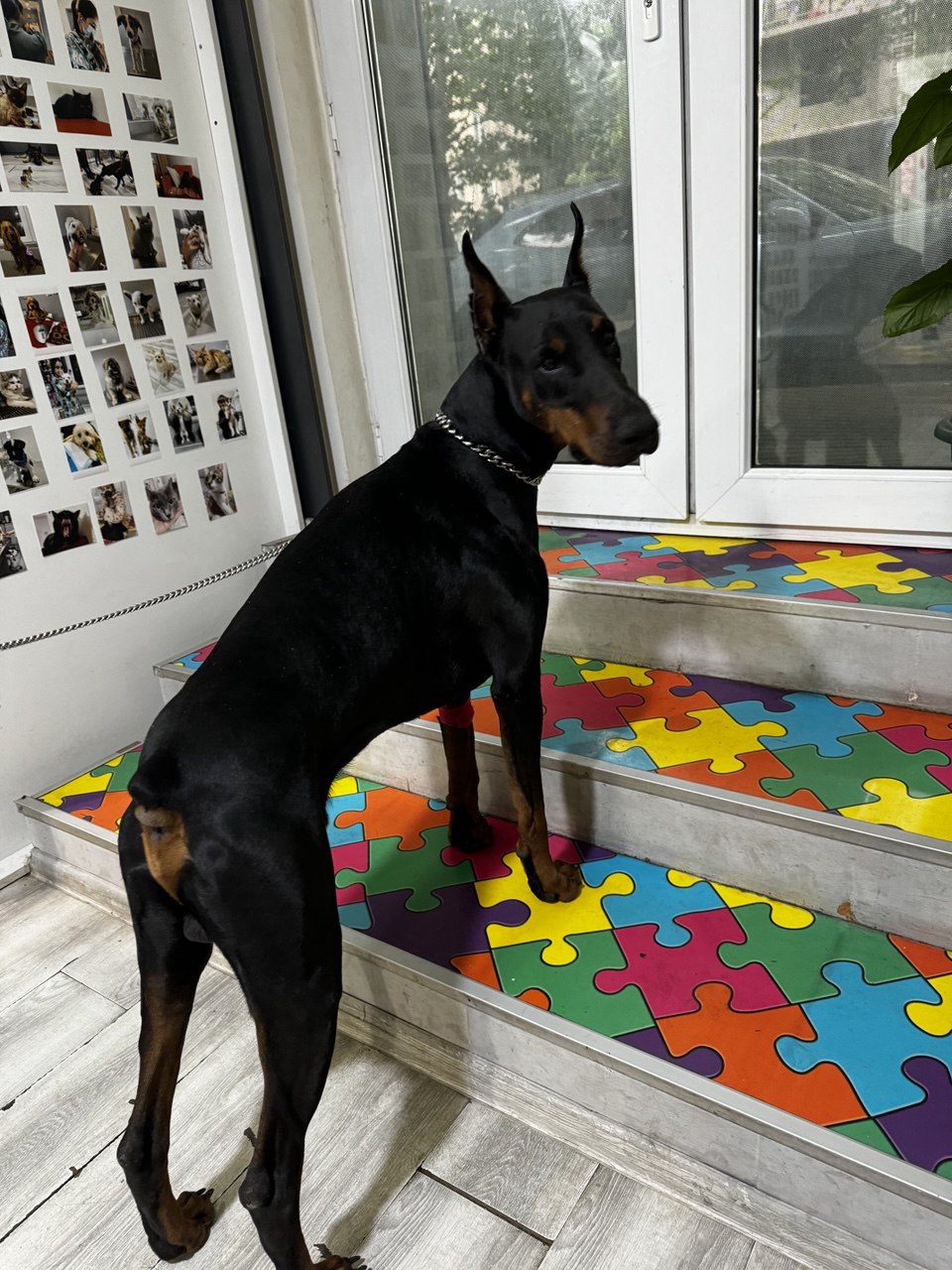 Doberman standing on the clinic's colourful staircase, with a wall of client pet photos behind