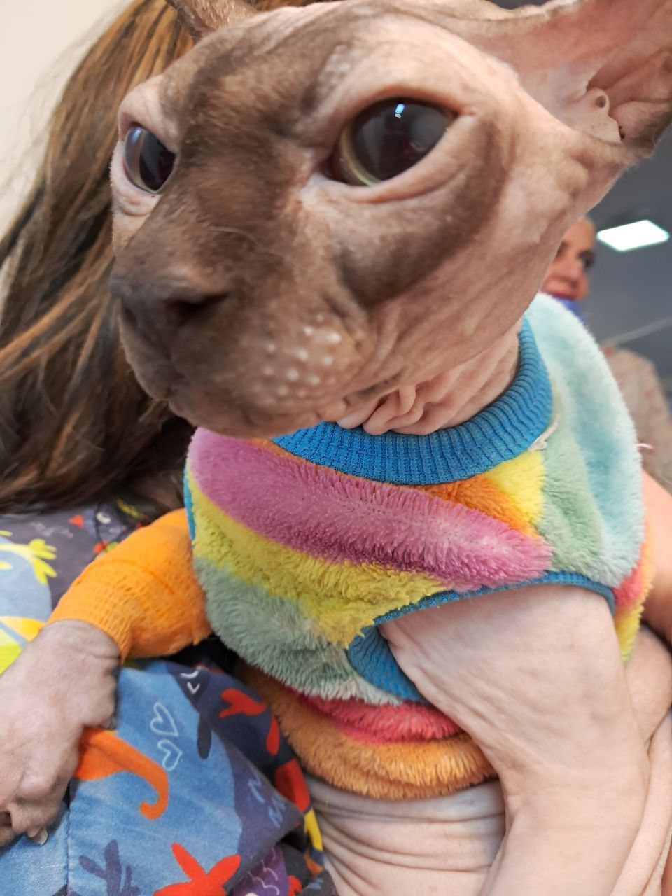 Hairless sphynx cat in a rainbow sweater with a bandaged leg