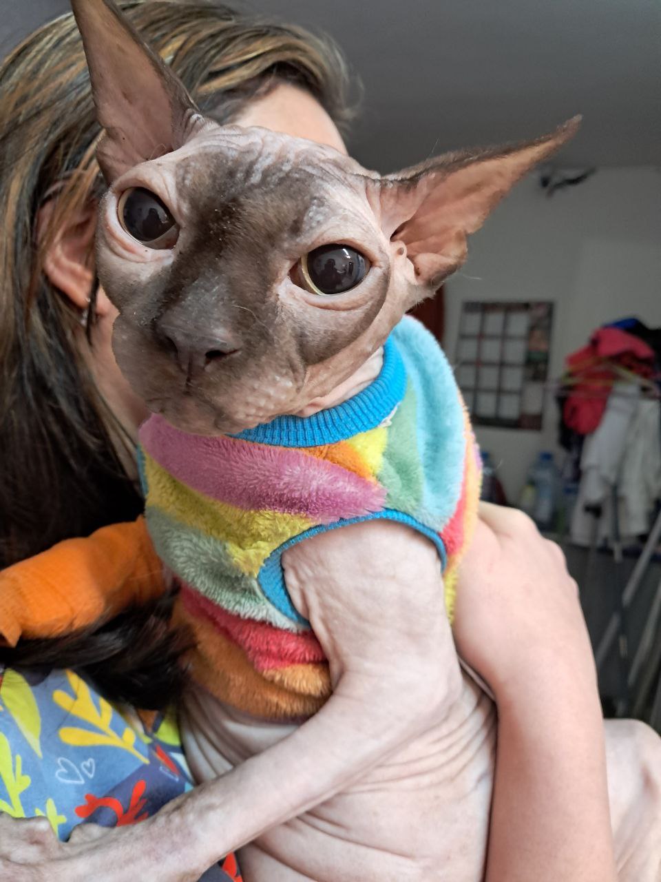 Hairless sphynx cat in a rainbow sweater, wider view