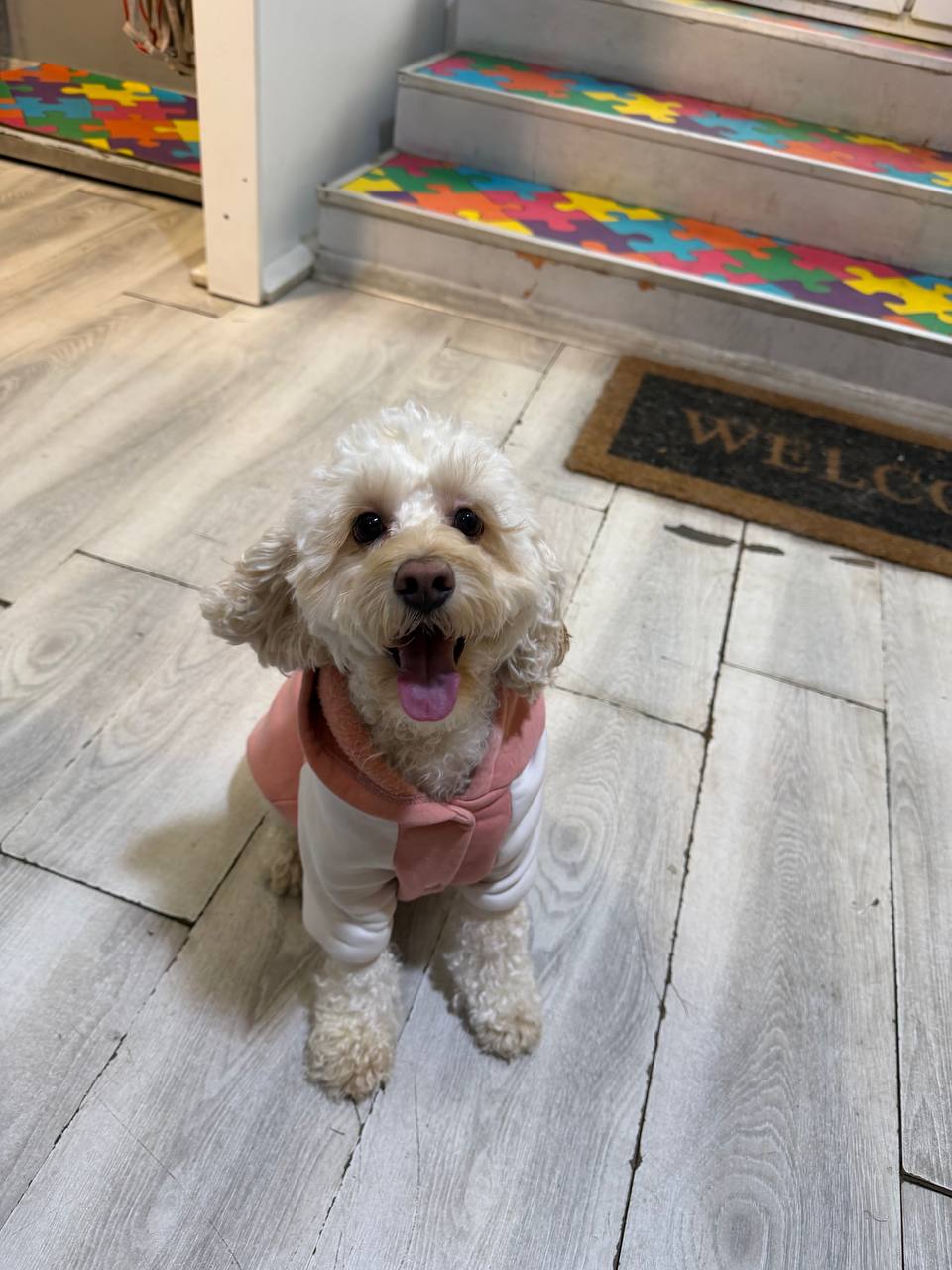 Cream curly-coated dog sitting on the colourful entrance stairs