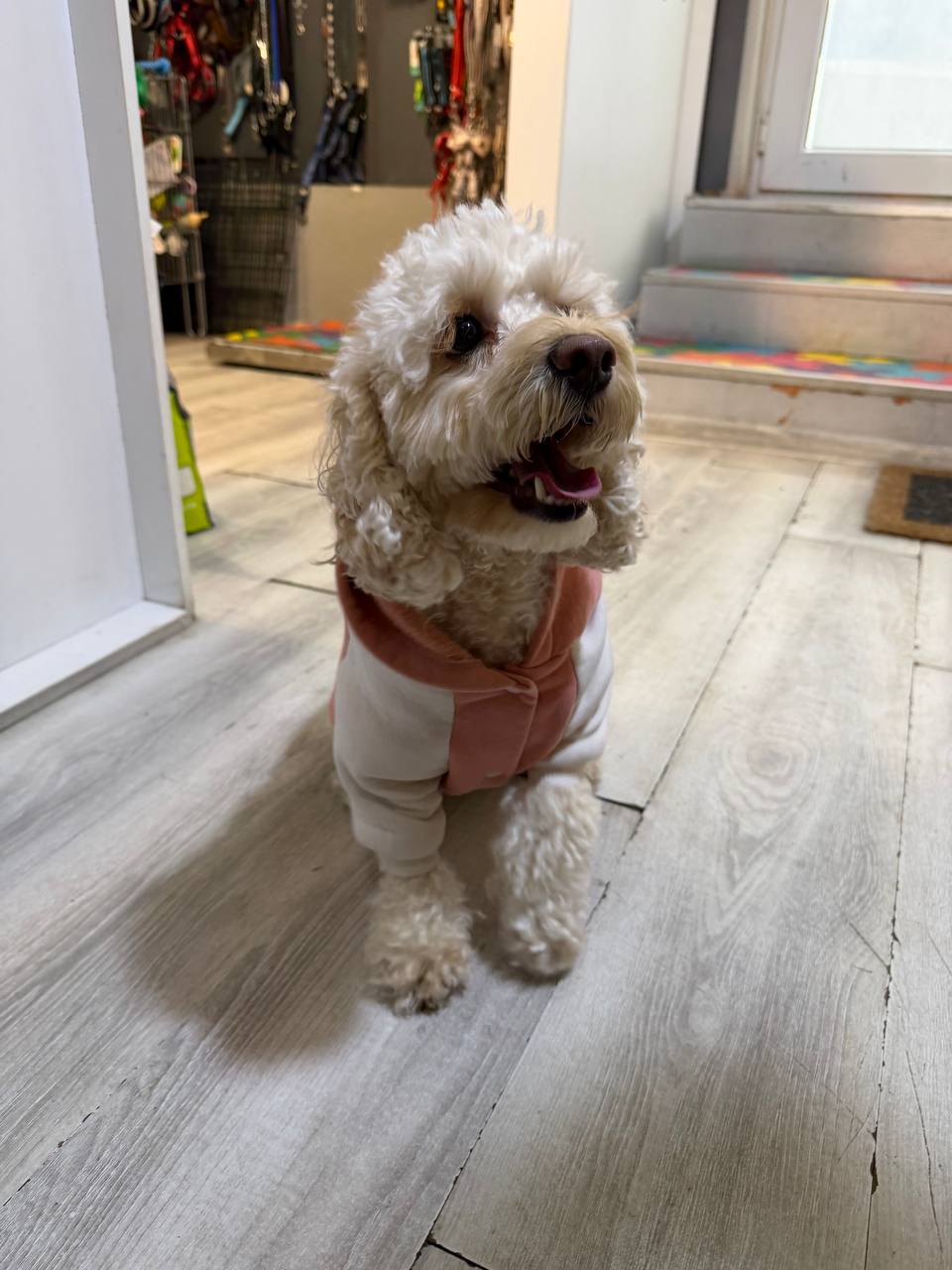 Cream curly-coated dog standing near the leash display