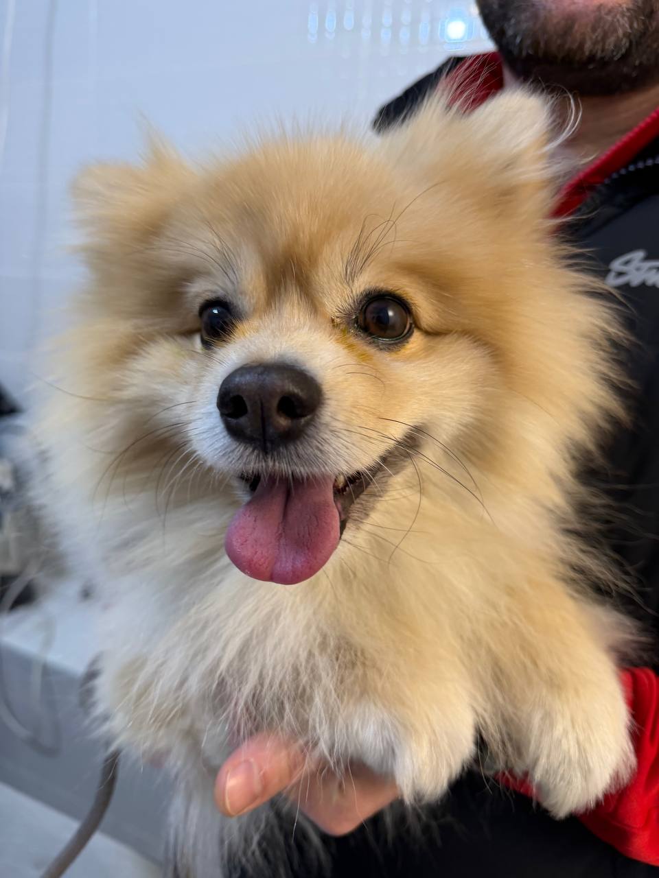 Fluffy Pomeranian, close up portrait