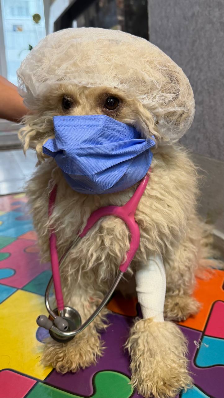 Small poodle mix dressed in a playful surgical cap and stethoscope costume