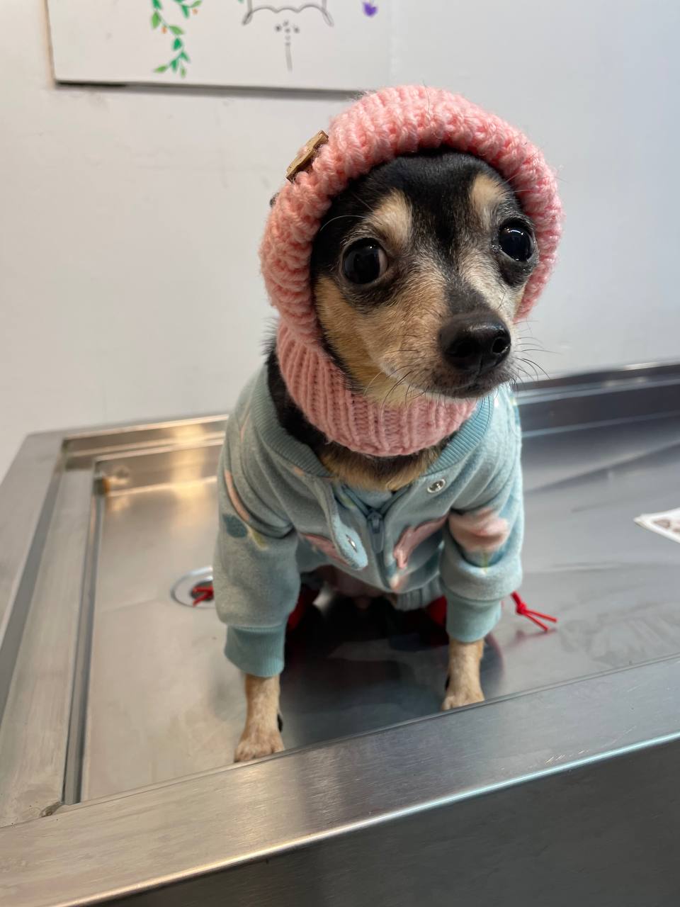 Tiny chihuahua wearing a pink knit hood and pastel outfit