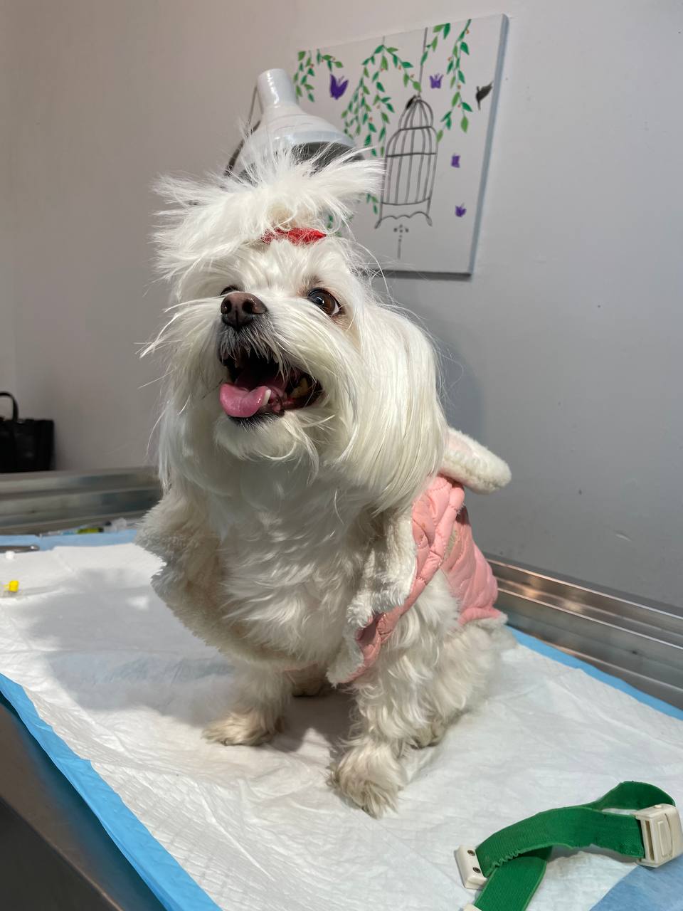 Fluffy white Maltese in a pink jacket, tongue out and happy