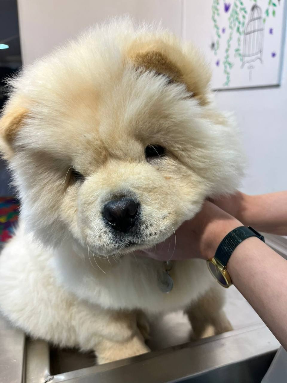 Fluffy chow-chow-type dog getting a chin scratch