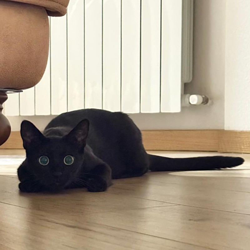 Luna