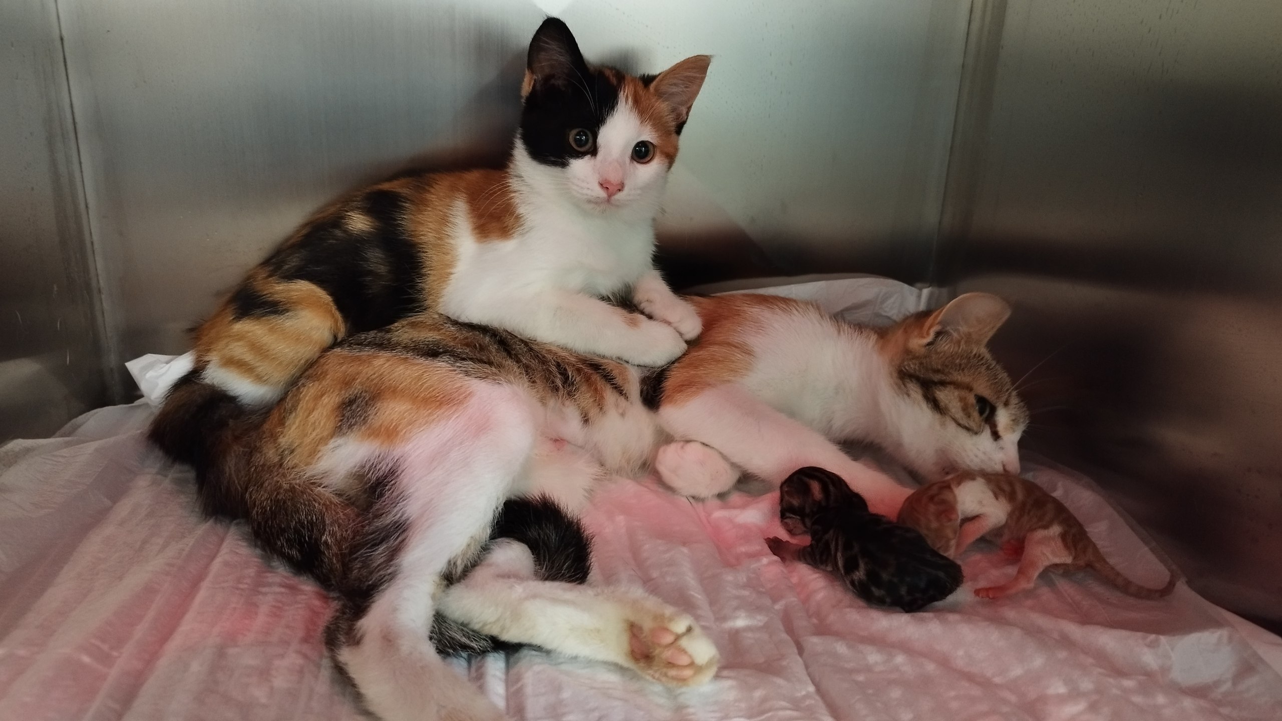 Model, Model's Mom, Baby