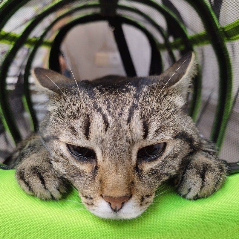 Rengo