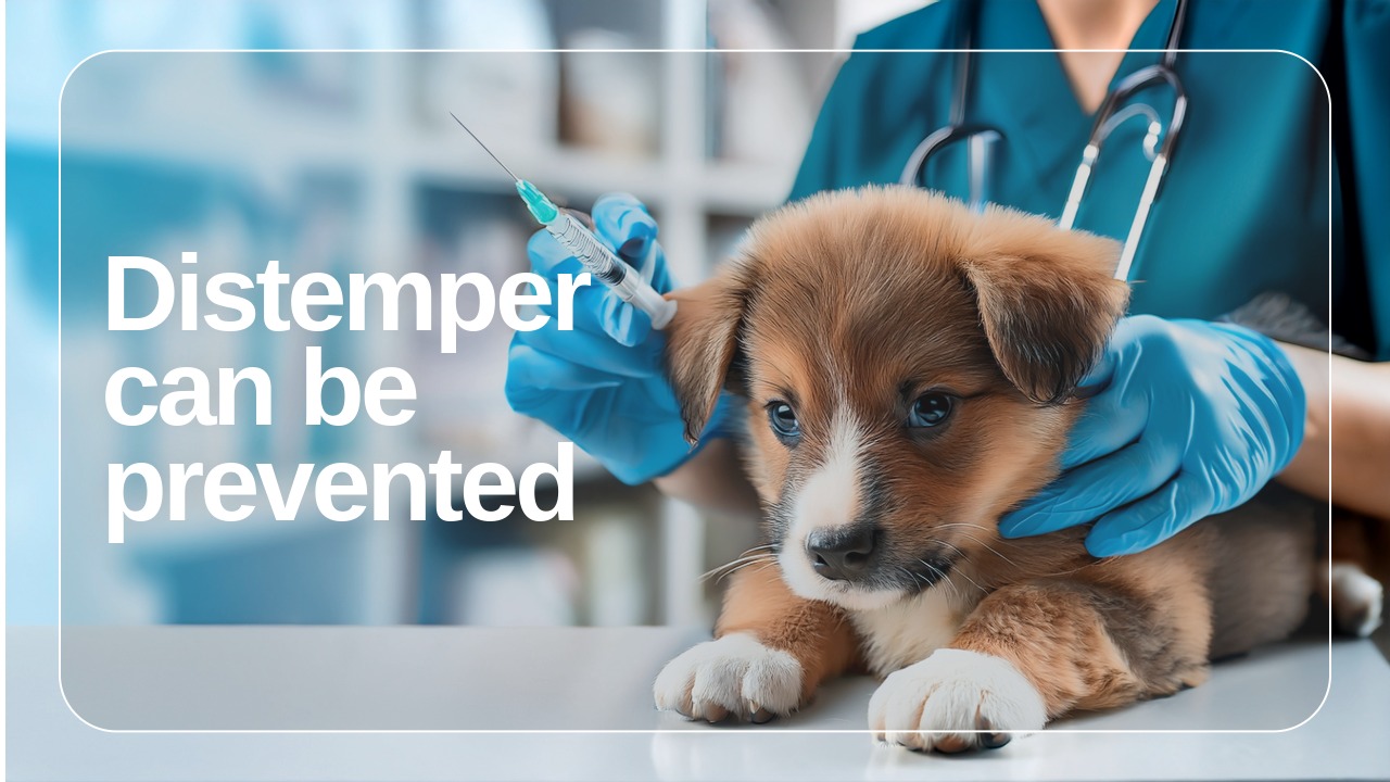 Distemper.jpeg