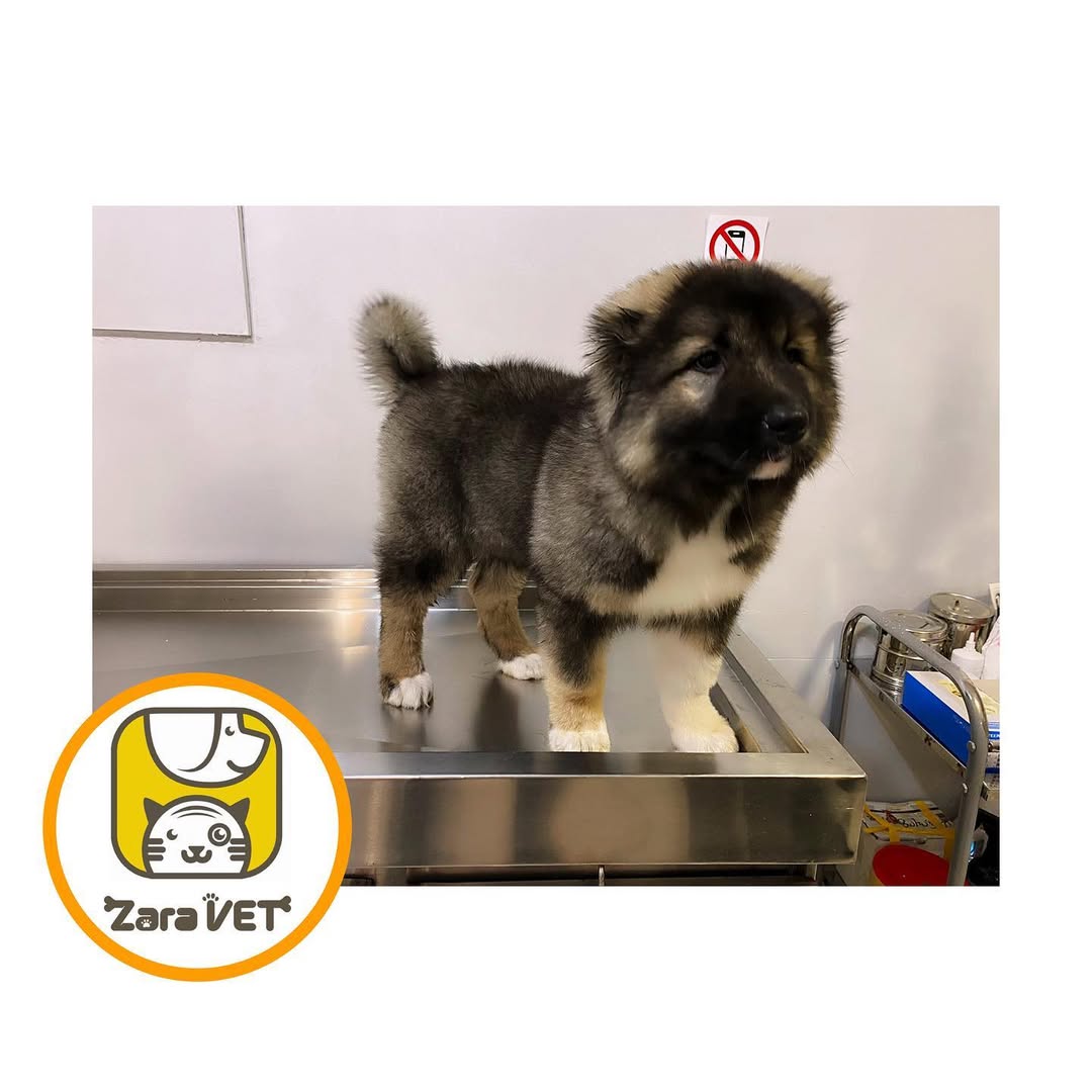 ZaraVet Image 6